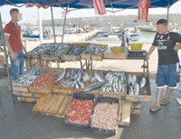 A cause de la pollution de nos c'tes Sardine et crevette vont dispara'tre