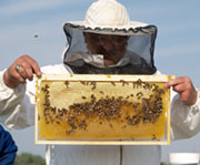 Oum El-Bouaghi / Apiculture Les abeilles 'taient l', mais pas le miel