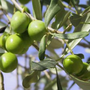Elle Se Répercutera Sur Les Prix Production record d'olive cette saison