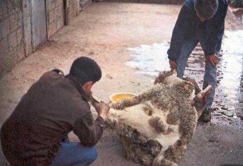 le sacrifice du mouton de l'aid el adha