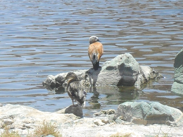 نقطة عبور بدون جواز سفر