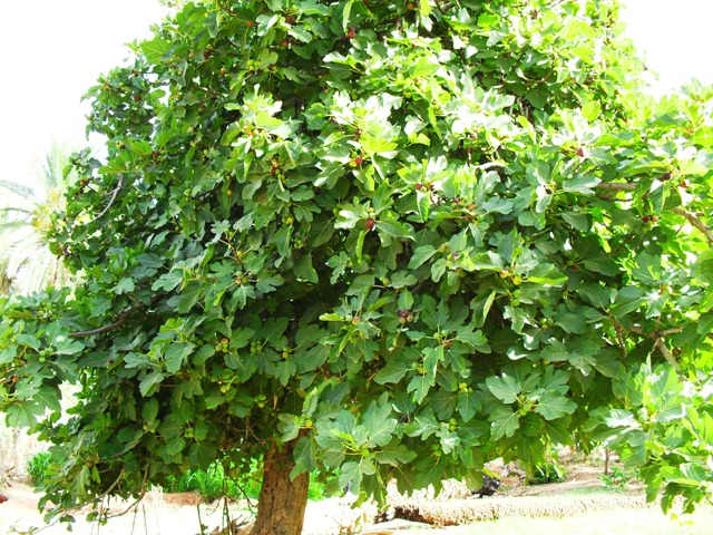 شجرة التين الأسود بواحة تيوت