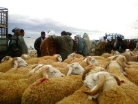 Mouton de l'Aïd : A Djelfa, éleveurs et maquignons imposent leur diktat