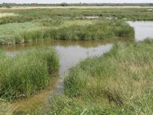 مشروع لتهيئة محيط بحيرة '' لالة فاطمة '' بالميقارين بولاية ورقلة مناطق رطبة: