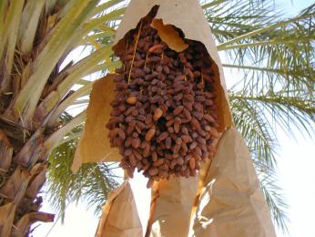 انطلاق موسم جني التمور ببسكرة الحرارة أثّرت على 