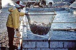 توجه نحو تطوير تربية المائيات بسكيكدة دراسة ألمانية بينت وجود مواقع لتربية المائيات وتطويرها على الأمد البعيد