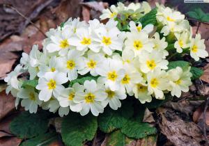 تهاني بمناسبة عيد الأضحى المبارك