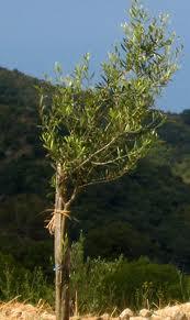 Béchar Projet de mise en terre de 41.000 plants