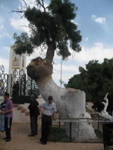 178ème Anniversaire De L'allégeance À L'émir Abdelkader Mascara Se Remémore L’événement De La  Maubayaâ