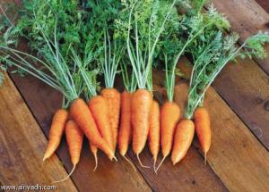 علاج الزكام بالأدوية العشبية:--الجزر الطازج وما اكثره في خنشلة