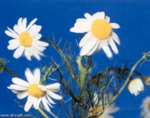 علاج الزكام بالأدوية العشبية:---البابونج--الو بو املالة عندنا.يابوس