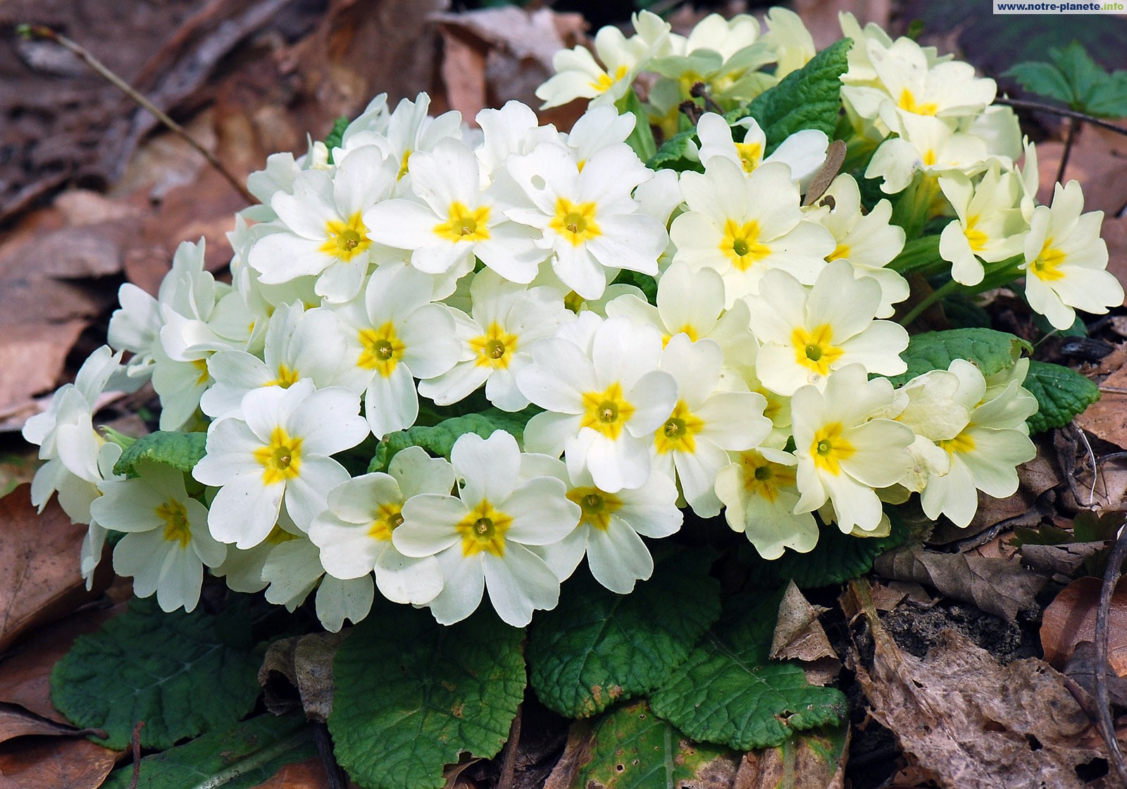 تهاني بمناسبة عيد الأضحى المبارك