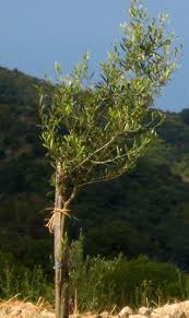 Béchar Projet de mise en terre de 41.000 plants