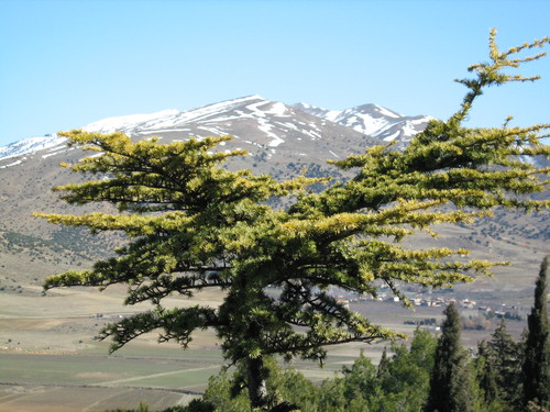le mont de chélia couvert de neige.