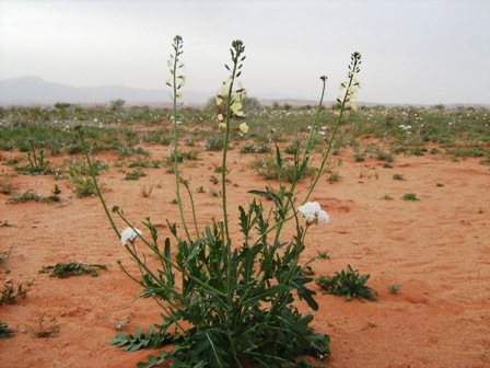 اهتمام إماراتي بالمحميات الطبيعية بالجزائر