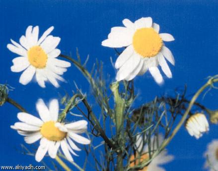 علاج الزكام بالأدوية العشبية:---البابونج--الو بو املالة عندنا.يابوس