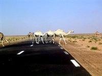 La transsaharienne : une politique d'aménagement du territoire pour encourager les échanges avec l'Afrique (expert)