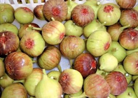 المشاركون في طبعة عيد التين ساخطون على والي بجاية