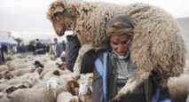 HAUSSE DES PRIX DU MOUTON POUR L'AID EL ADHA : L'Algérien otage de la surenchère