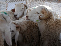 إنخفاض طفيف في أسعار الأضاحي بالبويرة