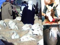 Nous sommes tous des maquignons !L'aïd el adha, le sacrifice - Les moutons envahissent les villes