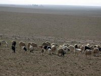 La spéculation bat son pleinConstantine