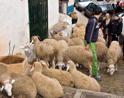 ارتفاع أسعار أضحية العيد في أسواق تيبازة بشكل جنونيوسطاء يفرضون منطقهم بحجة غلاء العلف