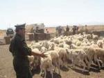 Vol de moutons à quelques jours de l'aïd el-KebirPerte sèche pour les maquignons