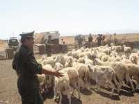 Vol de moutons à quelques jours de l'aïd el-KebirPerte sèche pour les maquignons