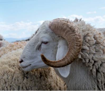 Aïd El Kébir : comment va se dérouler votre semaineA la une : les autres articles