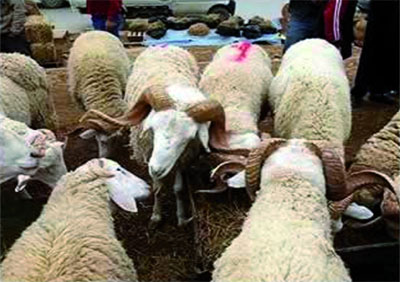 Un point de convergence d'éleveurs et maquignons