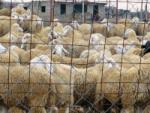 ­­Plus de 10.000 moutons malades en provenance du Maroc saisis aux frontières OuestDes tentatives d'« intoxiquer » le marché algérien déjouées
