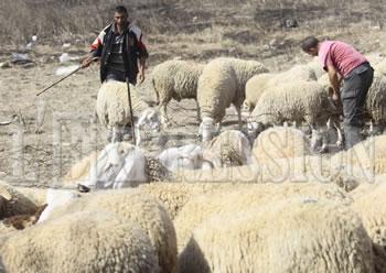 26.203 moutons volés depuis janvierLE TRAFIC DE BETAIL PREND DE PLUS EN PLUS D'AMPLEUR