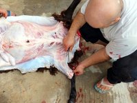 Un sacrifice soumis à des règles précisesPréceptes de l'Islam