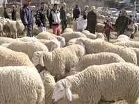 AId El-Adha à MaghniaLes pères de famille à la recherche de la clémence