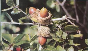 البلوط فوائدها الصحية