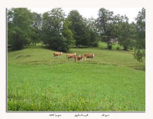 شلية مكان سياحي لا مثيل له...يابوس