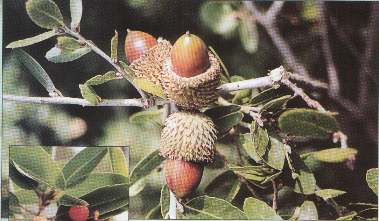 البلوط فوائدها الصحية