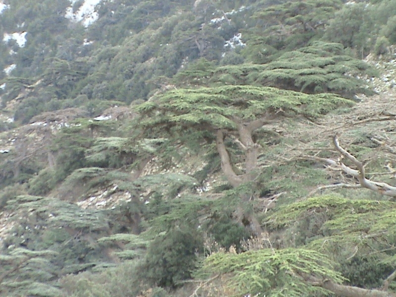 Le Djebel Chélia étincelait de blancheur sous leur capiton de neige.