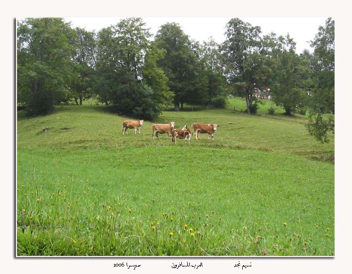 شلية مكان سياحي لا مثيل له...يابوس