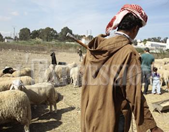 Le diktat des maquignonsMOUTON DE L'AID