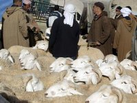 Les prix du mouton oscillent entre 22.000 et 55.000 DARush sur les marchés de bétail à la veille de l'Aïd
