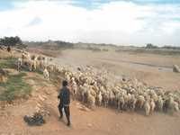 Ils sillonnent les steppes avec 4 millions de moutonsLes éleveurs-nomades sous haute protection