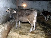 Le veau et le b'uf détrônent le moutonL'Aïd El Adha à M'Chedellah (Bouira)