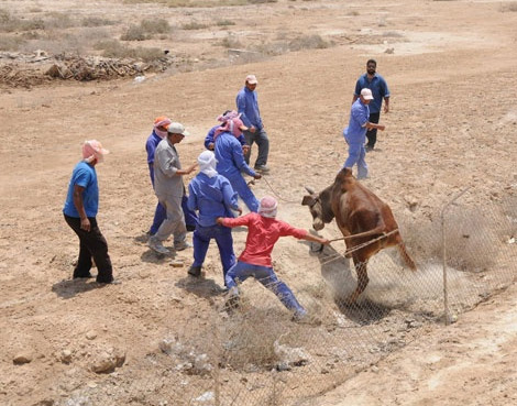 قتيل ومصاب في عراك بين ثور وصاحبه ببجاية