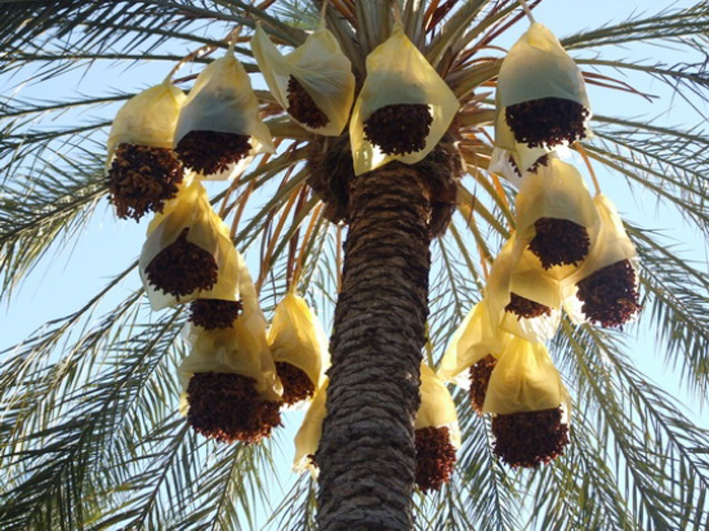 Biskra : La cueillette des dattes, l'autre fête des Ziban