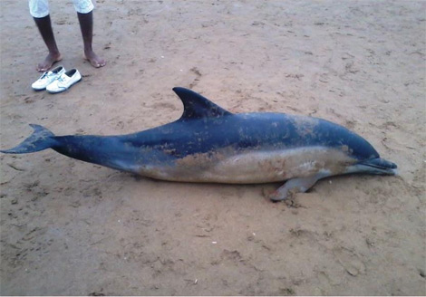 البحر يلفظ دلفينا بطول مترين بشاطئ ملبو في بجاية