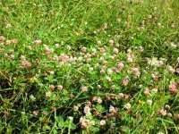 Les vertus thérapeutiques des plantes médicinales en débat à M'sila