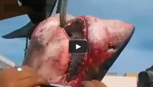 بالفيديو..ظهور قرش أبيض عظيم في البحر المتوسط يعيد طرح لغز وجوده بسواحل الجزائر