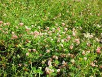 Les vertus thérapeutiques des plantes médicinales en débat à M'sila